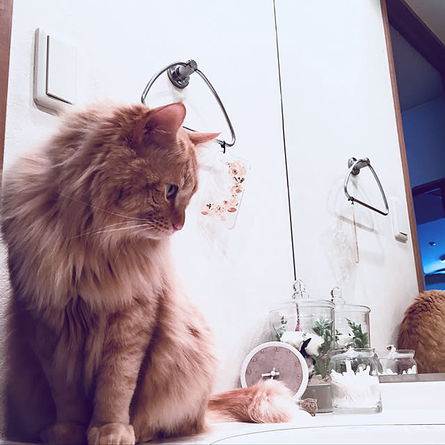 Ryokoさんの実例写真