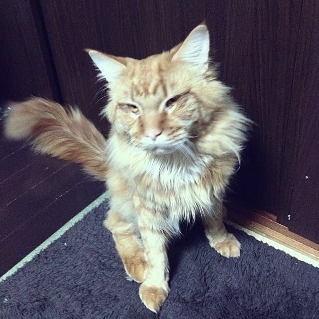 ofusuroさんの実例写真