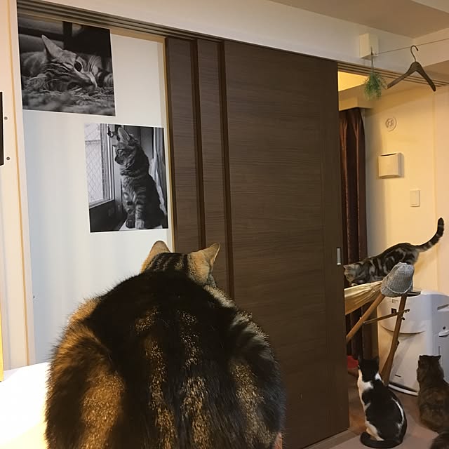 mikomaruさんの実例写真
