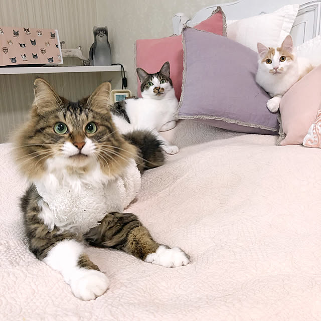 yuchiさんの実例写真
