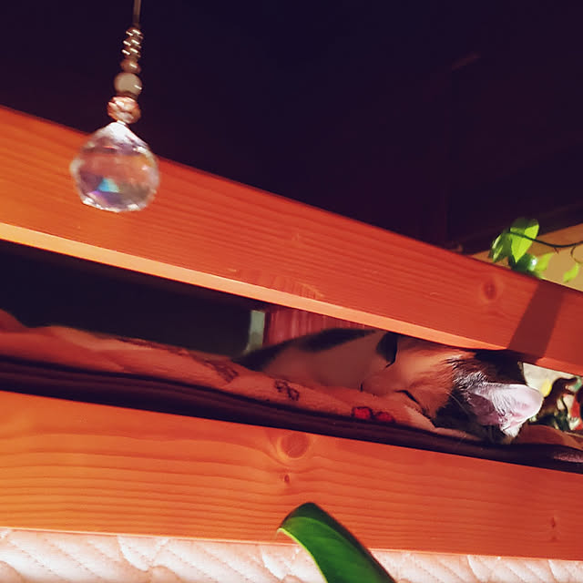 kumutanさんの実例写真