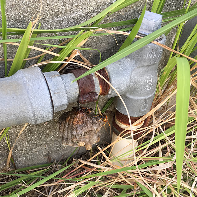 実例写真