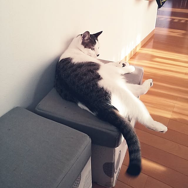 kamekoさんの実例写真