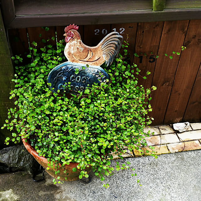 yoshieさんの実例写真