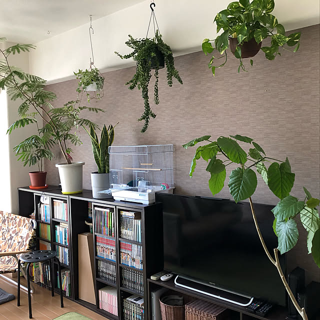 plants.fjkさんの実例写真