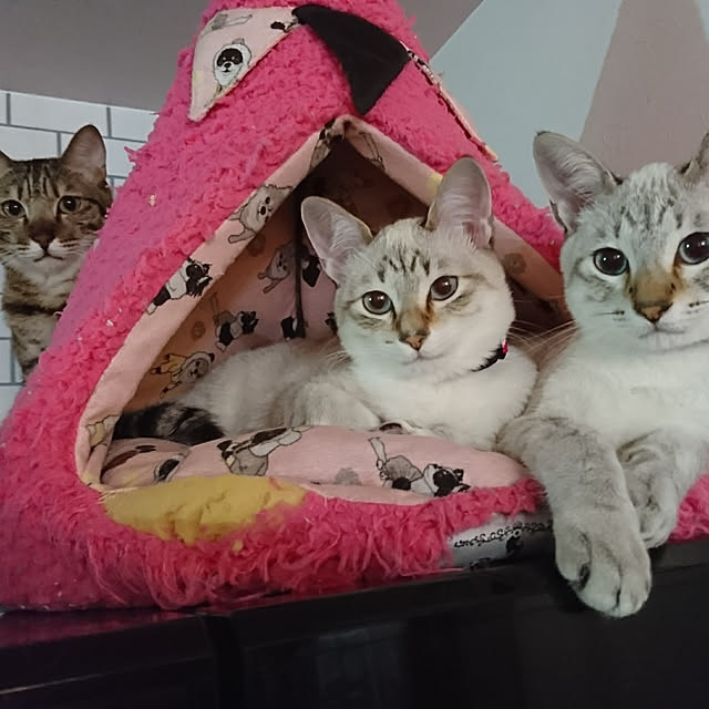 poniさんの実例写真