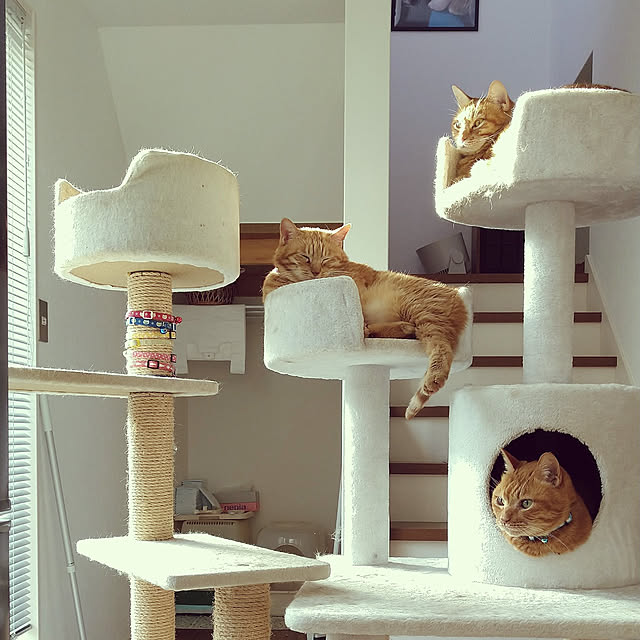 部屋全体/猫/ねこのいる風景/猫と暮らす/窓...などのインテリア実例 - 2021-01-14 21:03:36