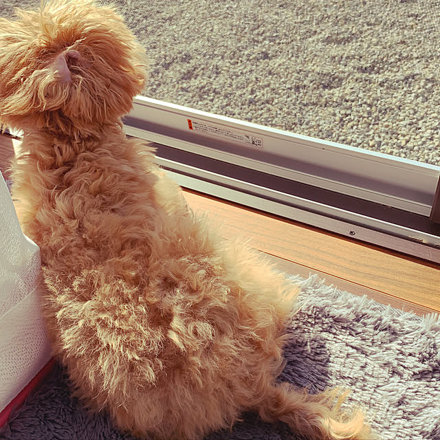 gulutoさんの実例写真