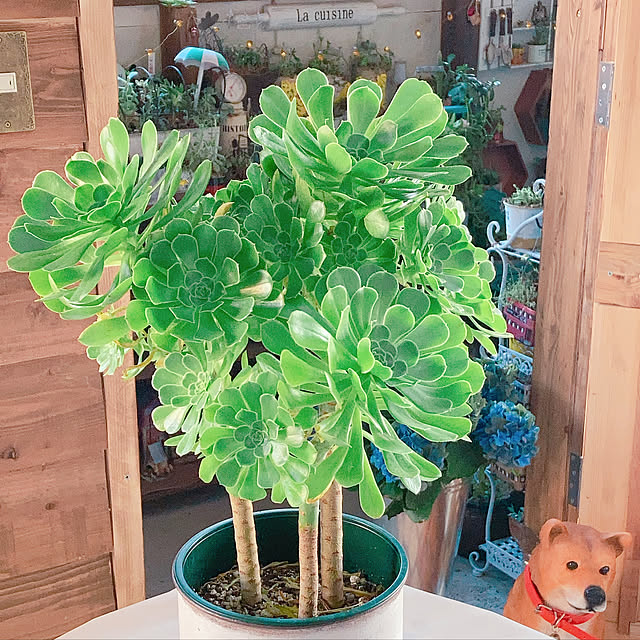 植物のある部屋/植物のある暮らし/みどりのある暮らし/植中毒/おうち時間...などのインテリア実例 - 2023-02-21 18:56:55