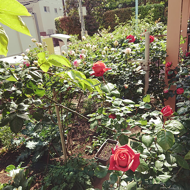 botanさんの実例写真