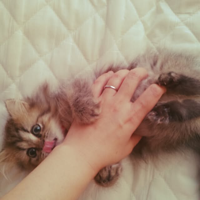 musicsukiさんの実例写真