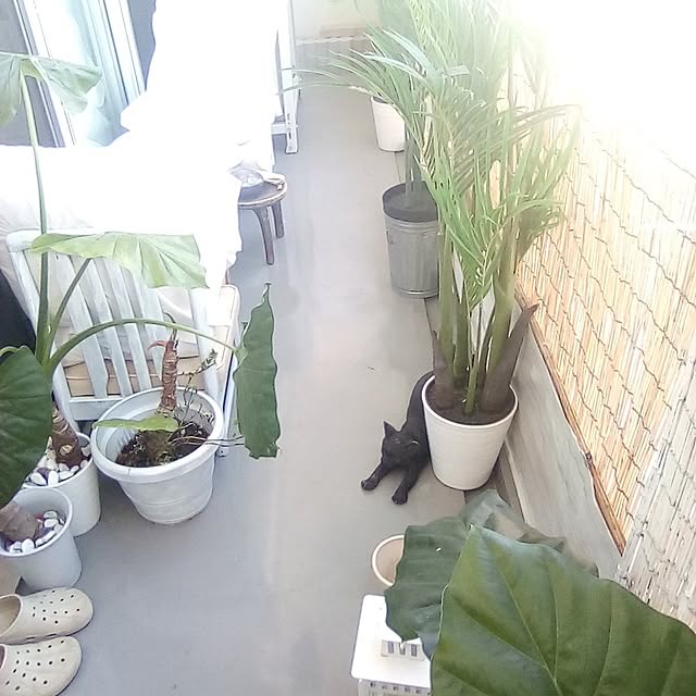 catloveさんの実例写真