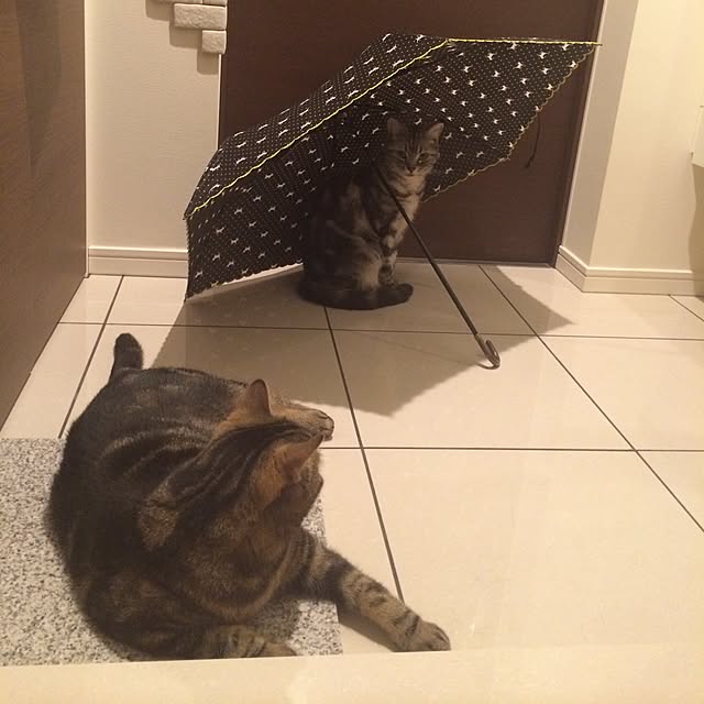 mikomaruさんの実例写真
