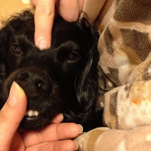shihoさんの実例写真