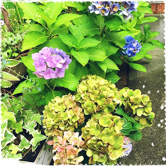 mapleさんの実例写真