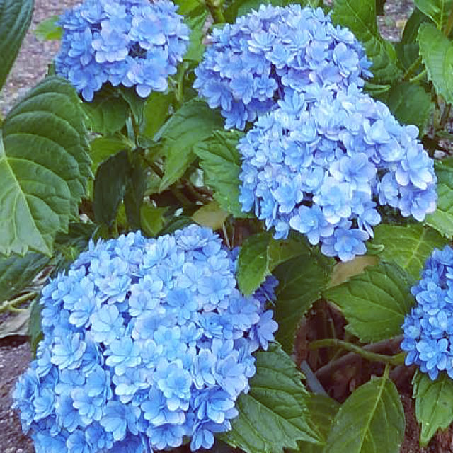 sunny-casablancaさんの実例写真