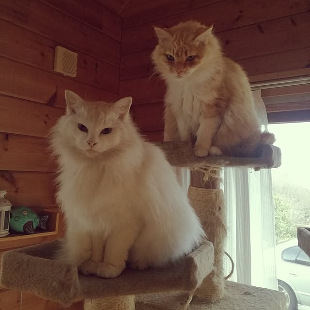 Maki-nekomamireさんの実例写真