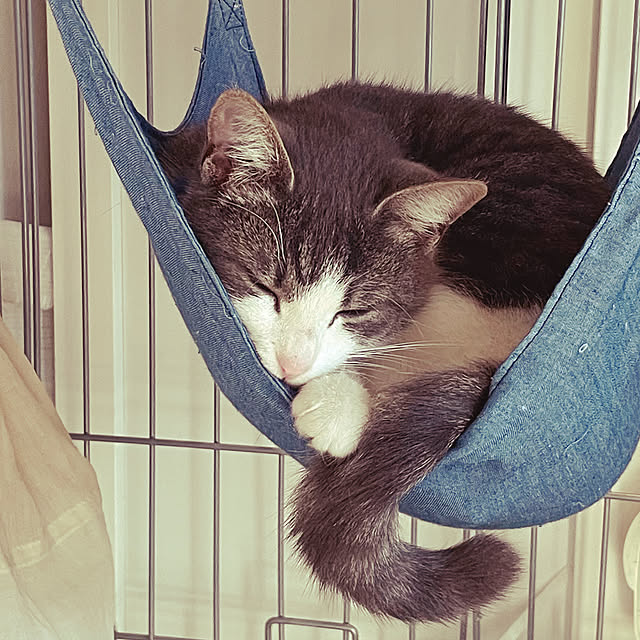 nekosamaさんの実例写真