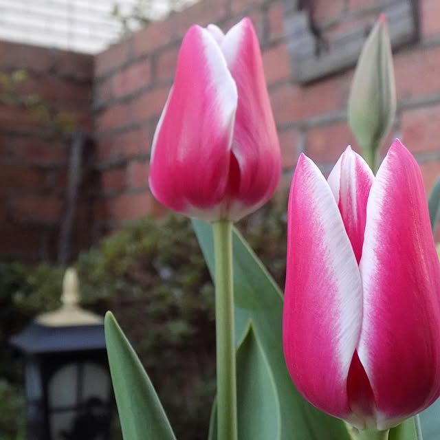 ruapyさんの実例写真