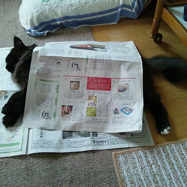 coroさんの実例写真