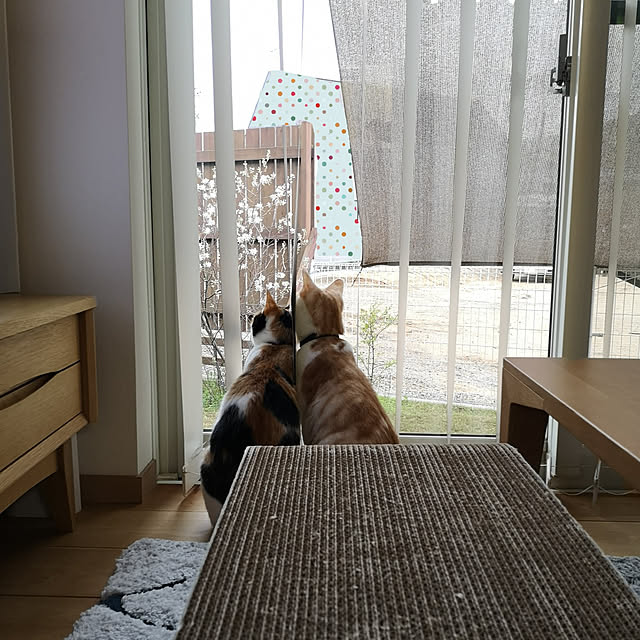 koyurizuさんの実例写真