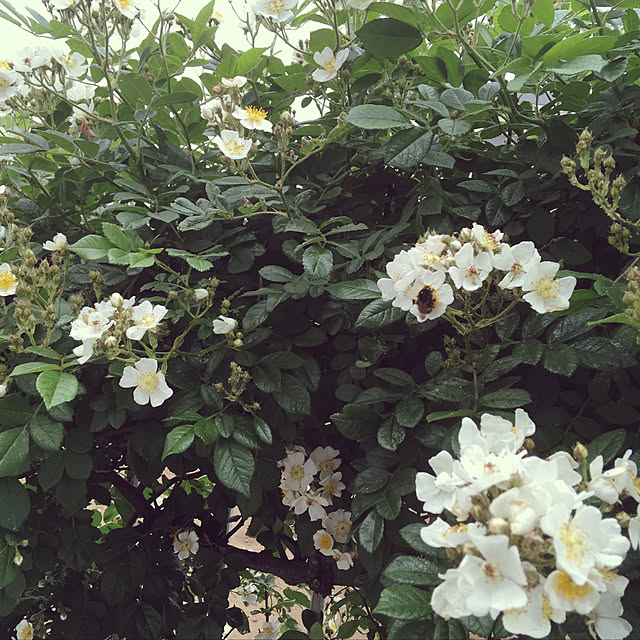 himenekoさんの実例写真