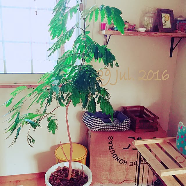 meronさんの実例写真