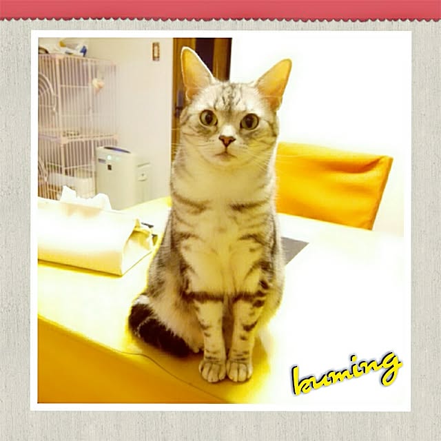 kumingさんの実例写真