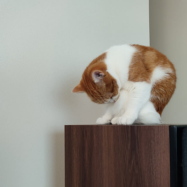 Coney_Island_NYさんの実例写真