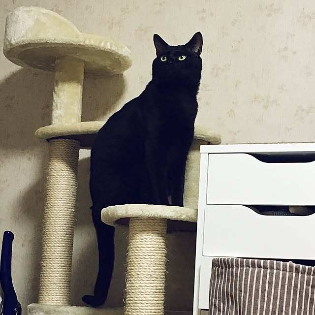 jasmine03さんの実例写真