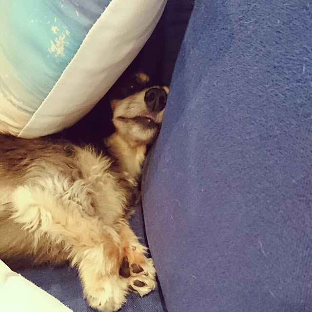 cocosorasakuさんの実例写真