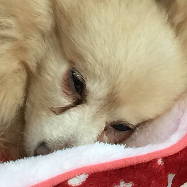 haruさんの実例写真