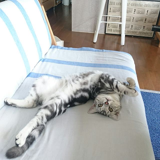 asmaさんの実例写真