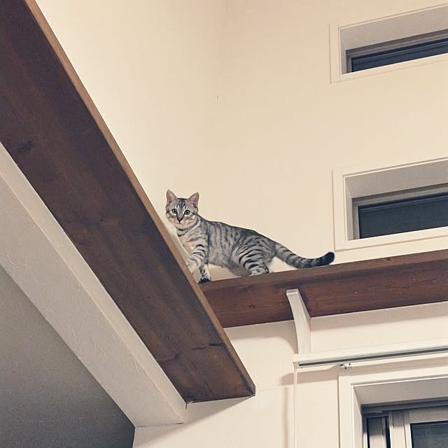 arisaさんの実例写真