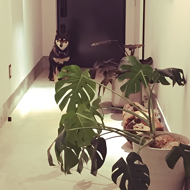 KATACHIさんの実例写真