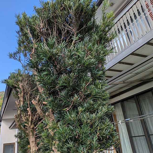 asaさんの実例写真