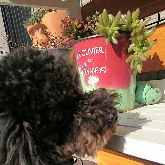 POOTAさんの実例写真