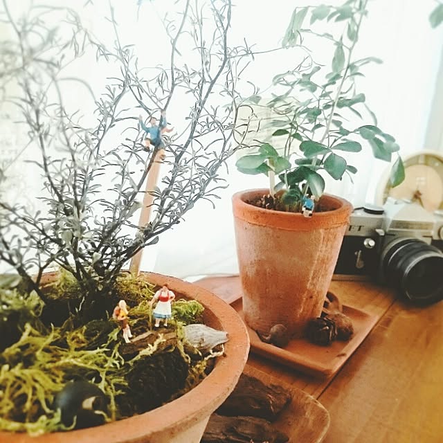 棚/ジャスミン/コロキア/植物/お花...などのインテリア実例 - 2016-11-13 07:27:34