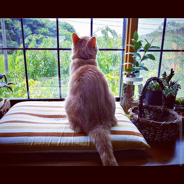 mntcさんの実例写真