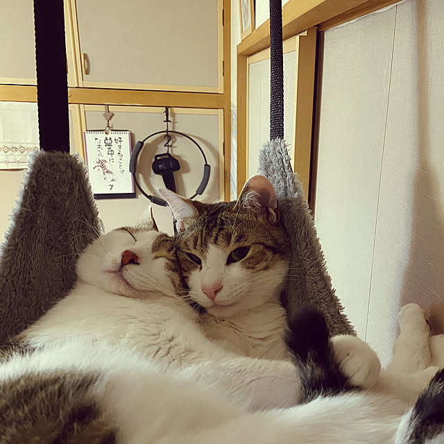 Lufuさんの実例写真