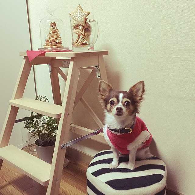 実例写真