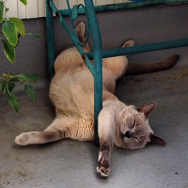 nohaさんの実例写真