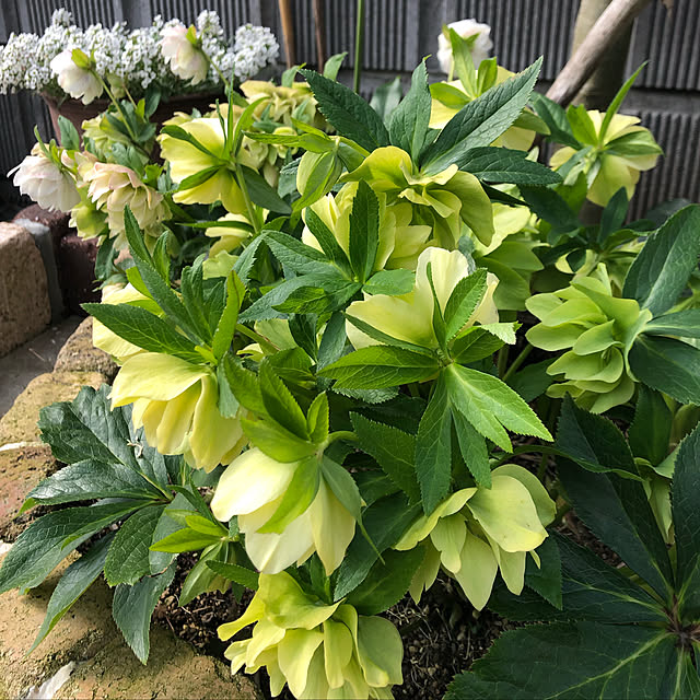 nanachanmamaさんの実例写真