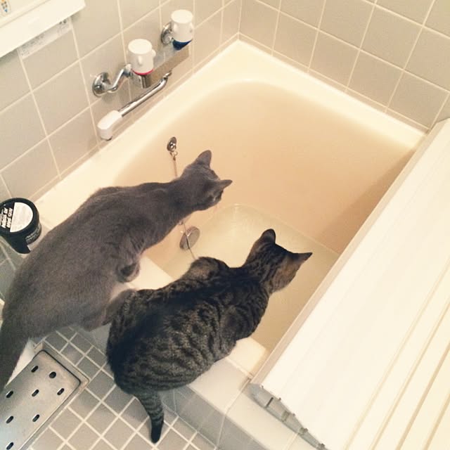 komugiさんの実例写真