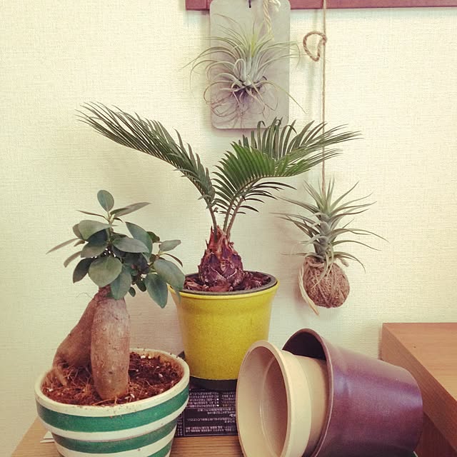 earthgreenさんの実例写真