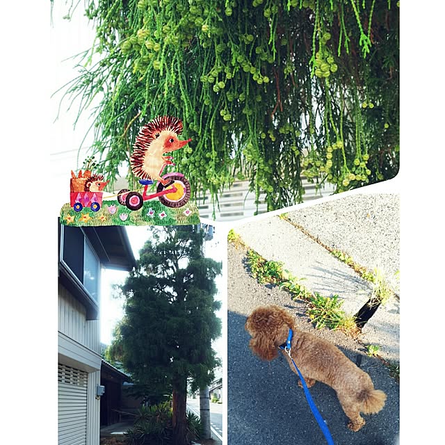 cherrycherryさんの実例写真