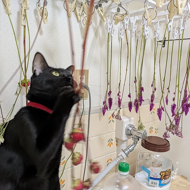 asaさんの部屋