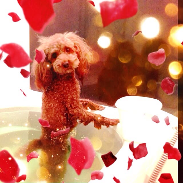 simbaさんの実例写真