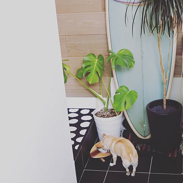 decorameowさんの実例写真