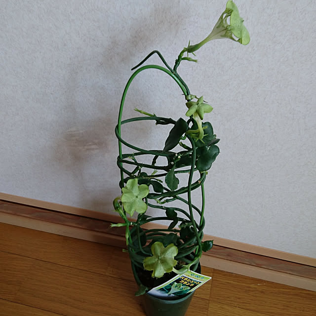 bajiriko-4さんの実例写真